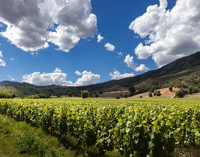 Conozca Santiago y Viñedo