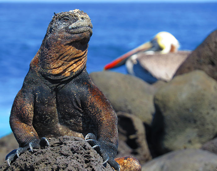 Galápagos flash Hotel y Yate